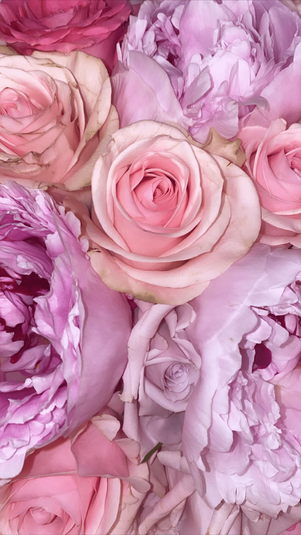 Purple and Pink Roses Wallpapers - Top Free Purple and Pink Roses  Backgrounds - WallpaperAccess