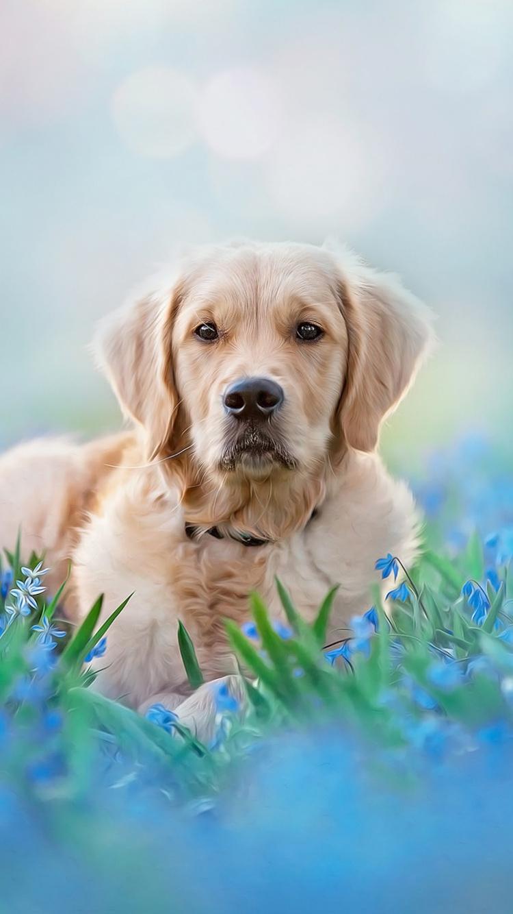 750x1334 Download Pet animal, dog, meadow, Golden Retriever wallpaper, 750x iphone iPhone 8