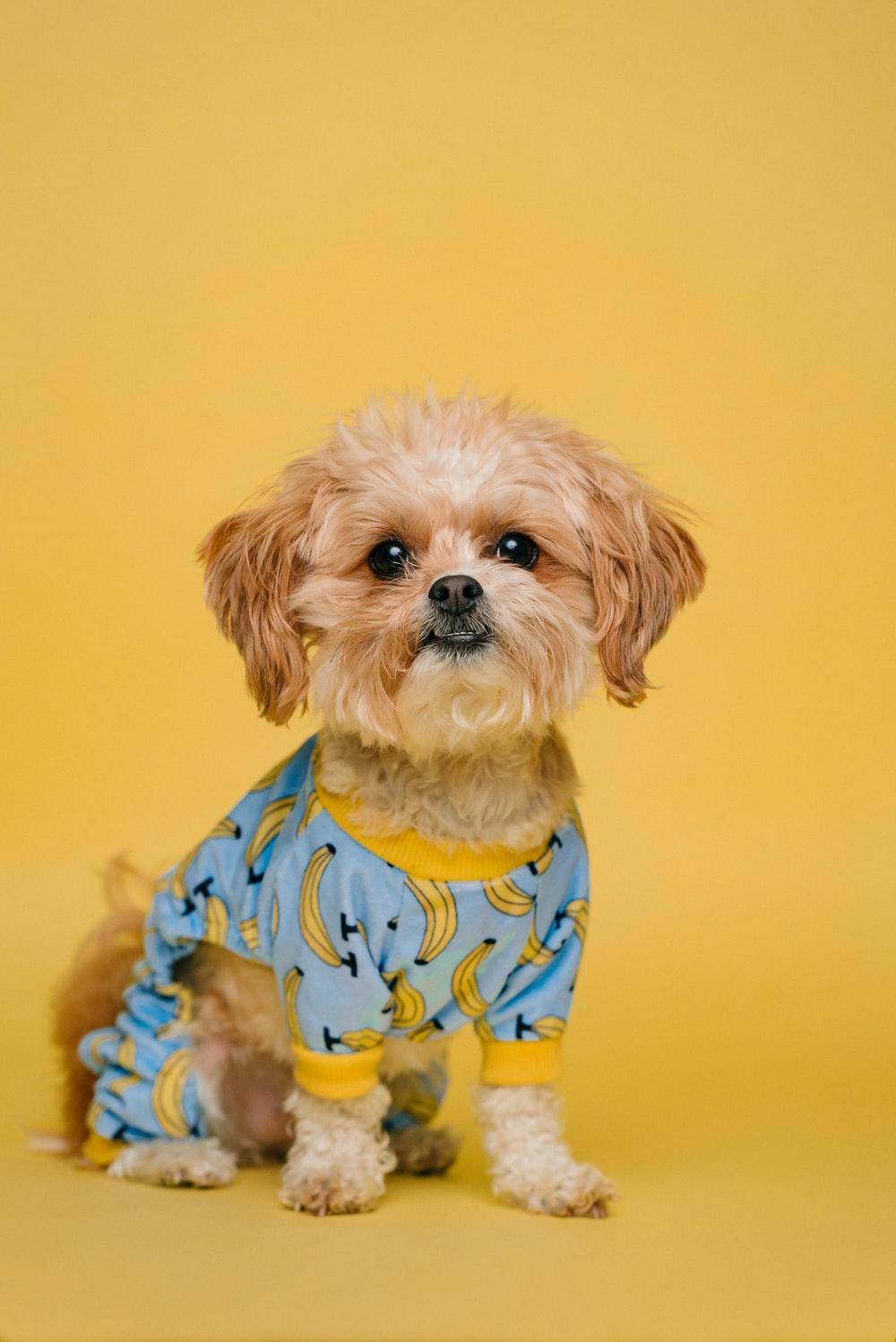 1000x1497 Puppy Wallpaper: Free HD Download [HQ]