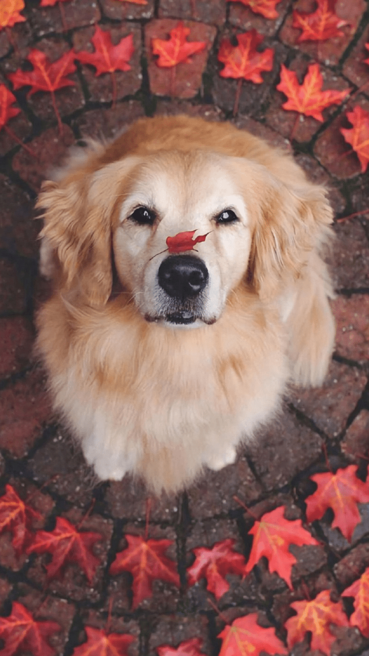750x1334 Free download iPhone Wallpaper Golden Retriever [800x1411] for your Desktop, Mobile & Tablet. Explore Cute Dog Phone Wallpaper. Cute Dog Wallpaper, Cute Dog Wallpaper, Cute Dog Background