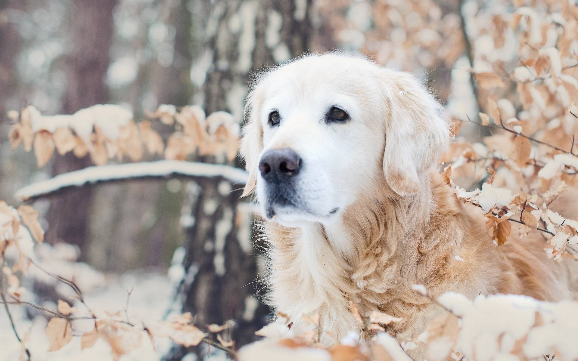 1920x1200 Golden Retrievers Winter Wallpaper