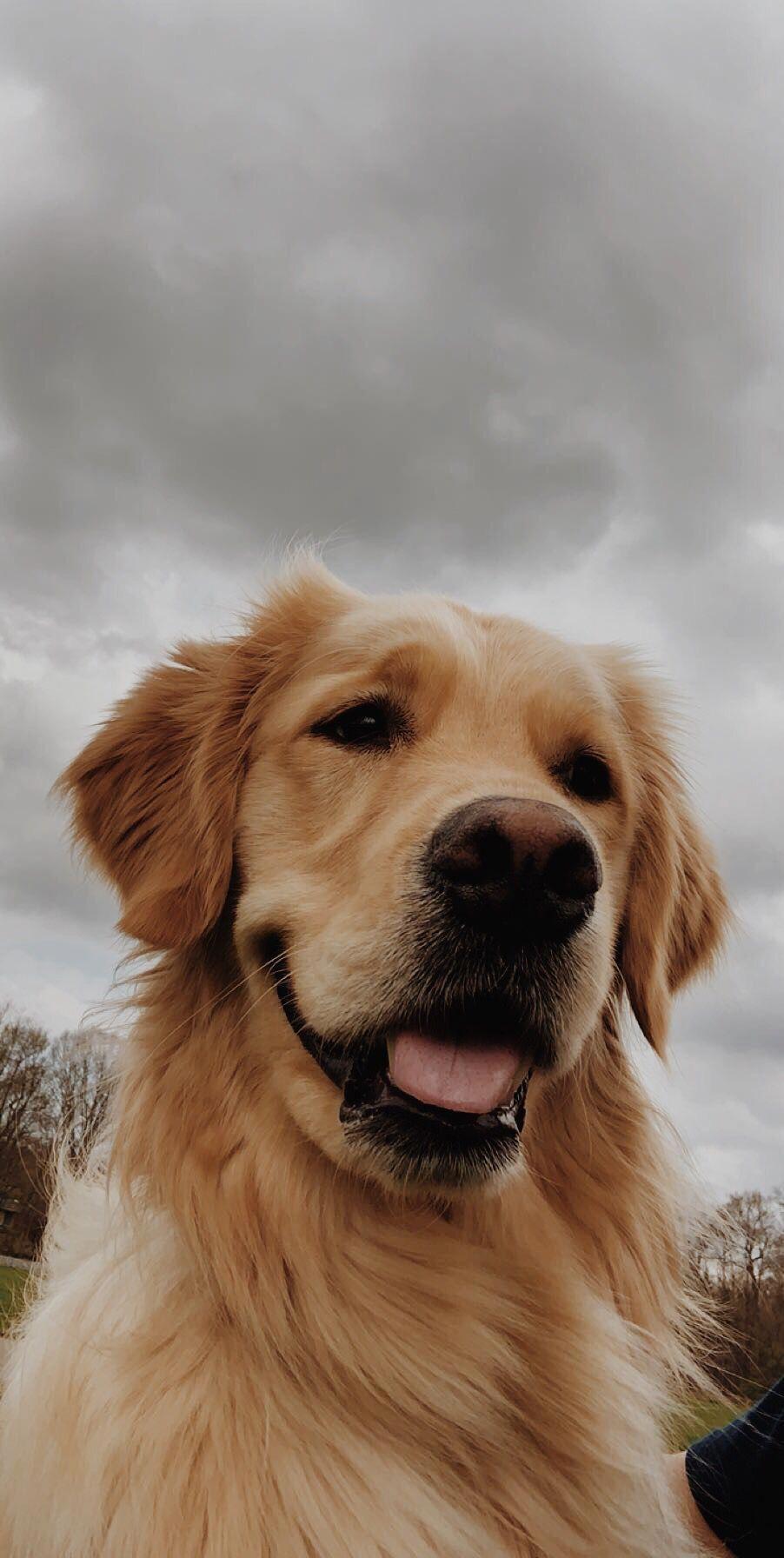 902x1792 LOVEDREAMS #GoldenRetrieverpuppy. Cute dog wallpaper, Cute dogs, Dog photography