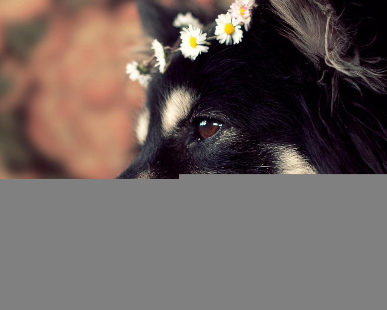 1280x1024 Cute Dog desktop PC and Mac wallpaper