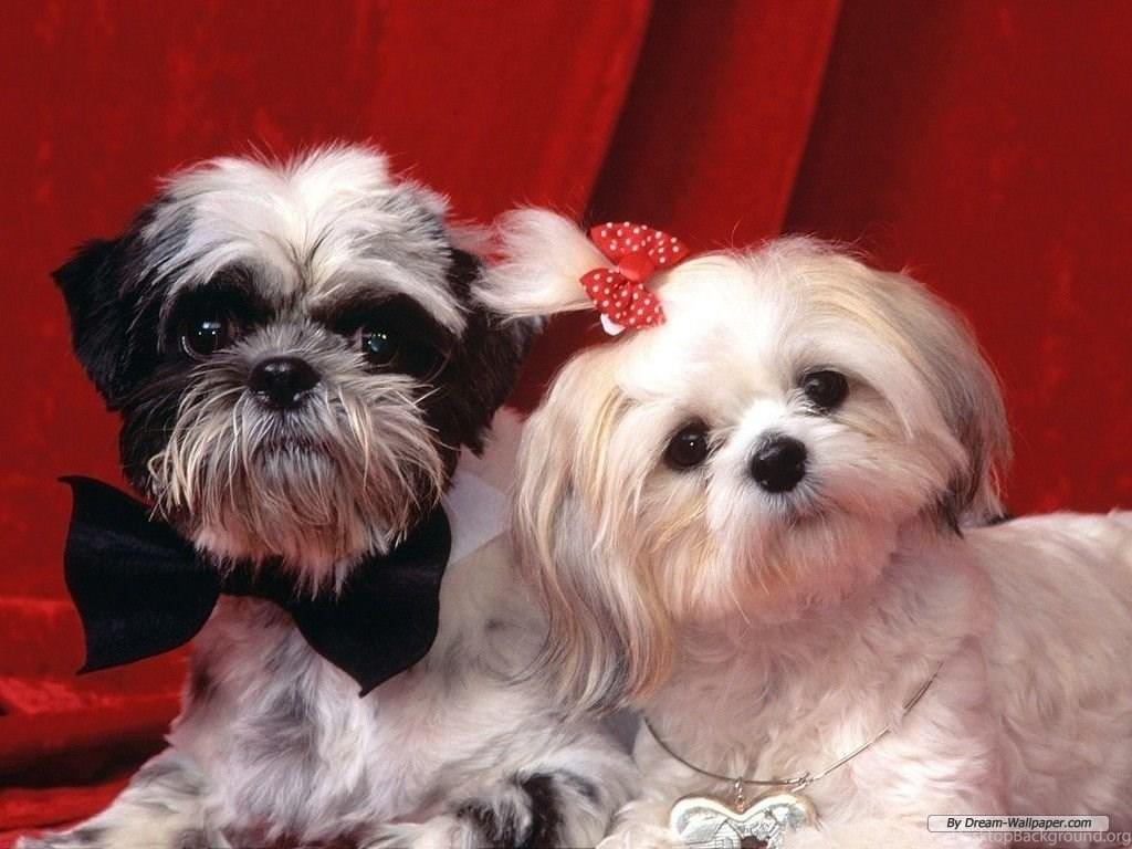 1024x768 Animal Wallpaper Dog Wallpaper Mobile Wallpaper PC Wallpaper. Desktop Background