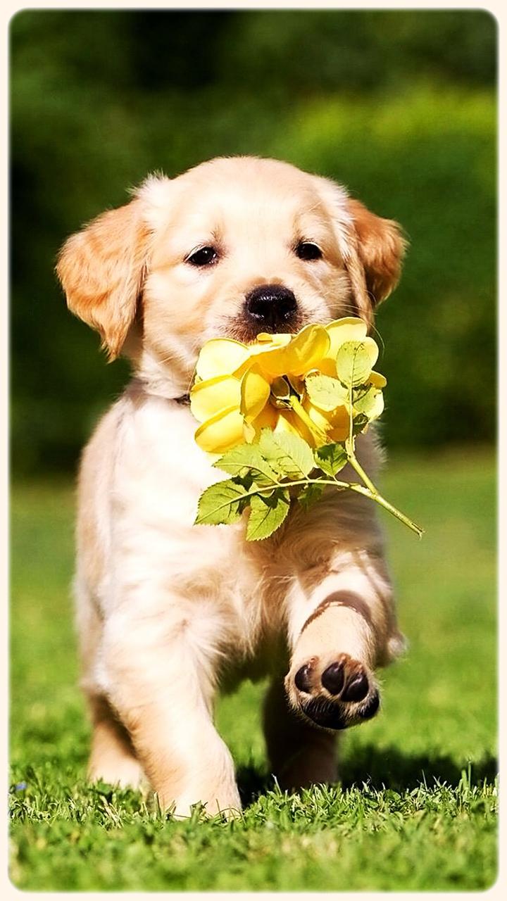 720x1280 Golden Retriever Puppies Wallpaper