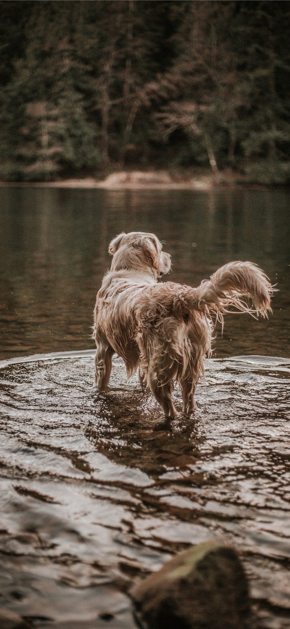 1125x2436 Best Golden retriever iPhone X HD Wallpaper