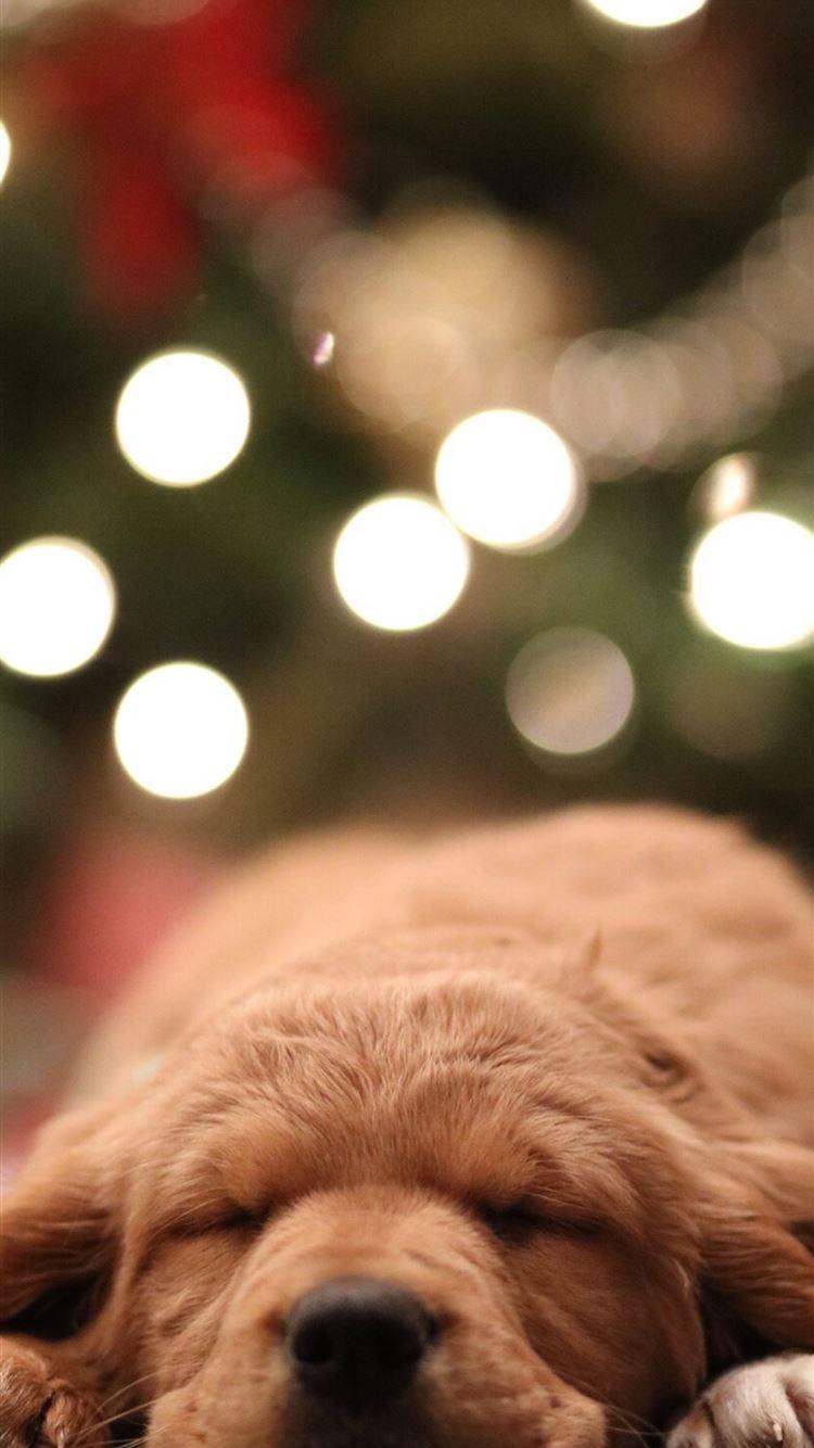 750x1334 golden retriever puppy bokeh photography iPhone 8 Wallpaper Free Download