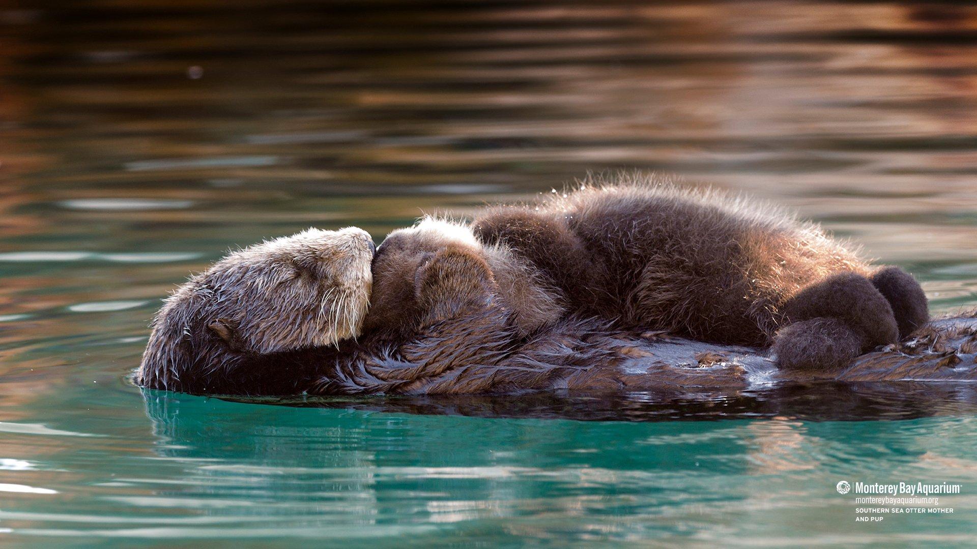 1920x1080 Monterey Bay Aquarium you're looking for some custom Zoom background, we've got a buncha wallpaper that otter do the trick