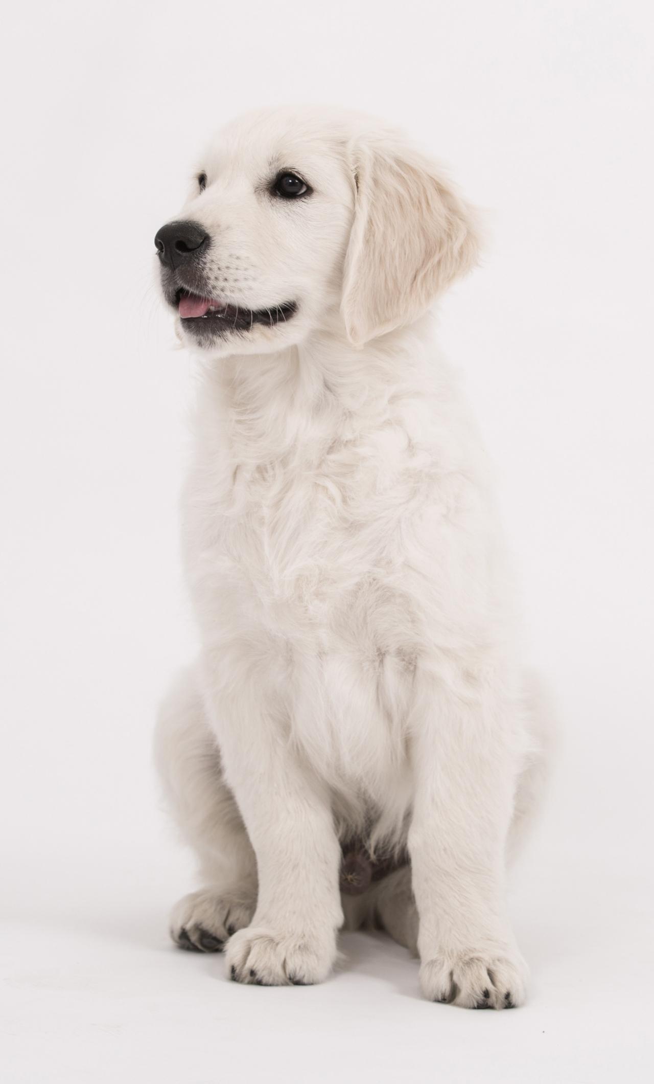 1280x2120 Download 1280x2120 wallpaper puppy, cute, dog, golden retriever, iphone 6 plus, 1280x2120 HD image, background, 1982