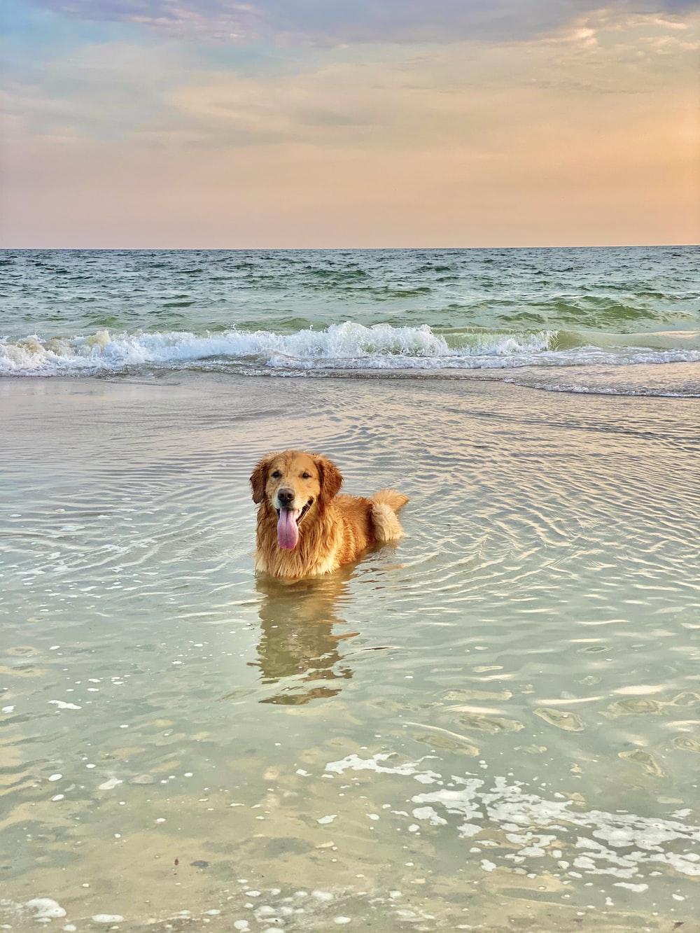1000x1333 Golden Retreiver Picture. Download Free Image