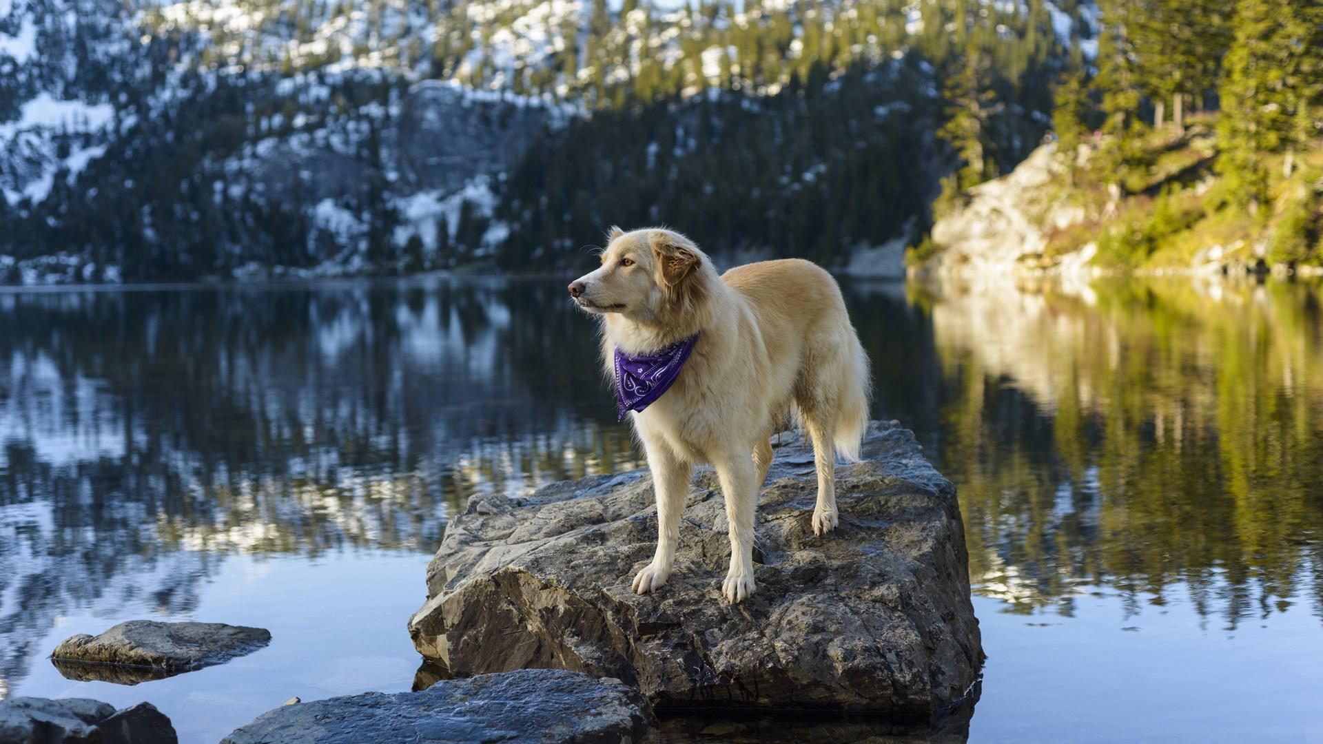 Cute Winter Dog Wallpapers Top Free Cute Winter Dog Backgrounds Wallpaperaccess