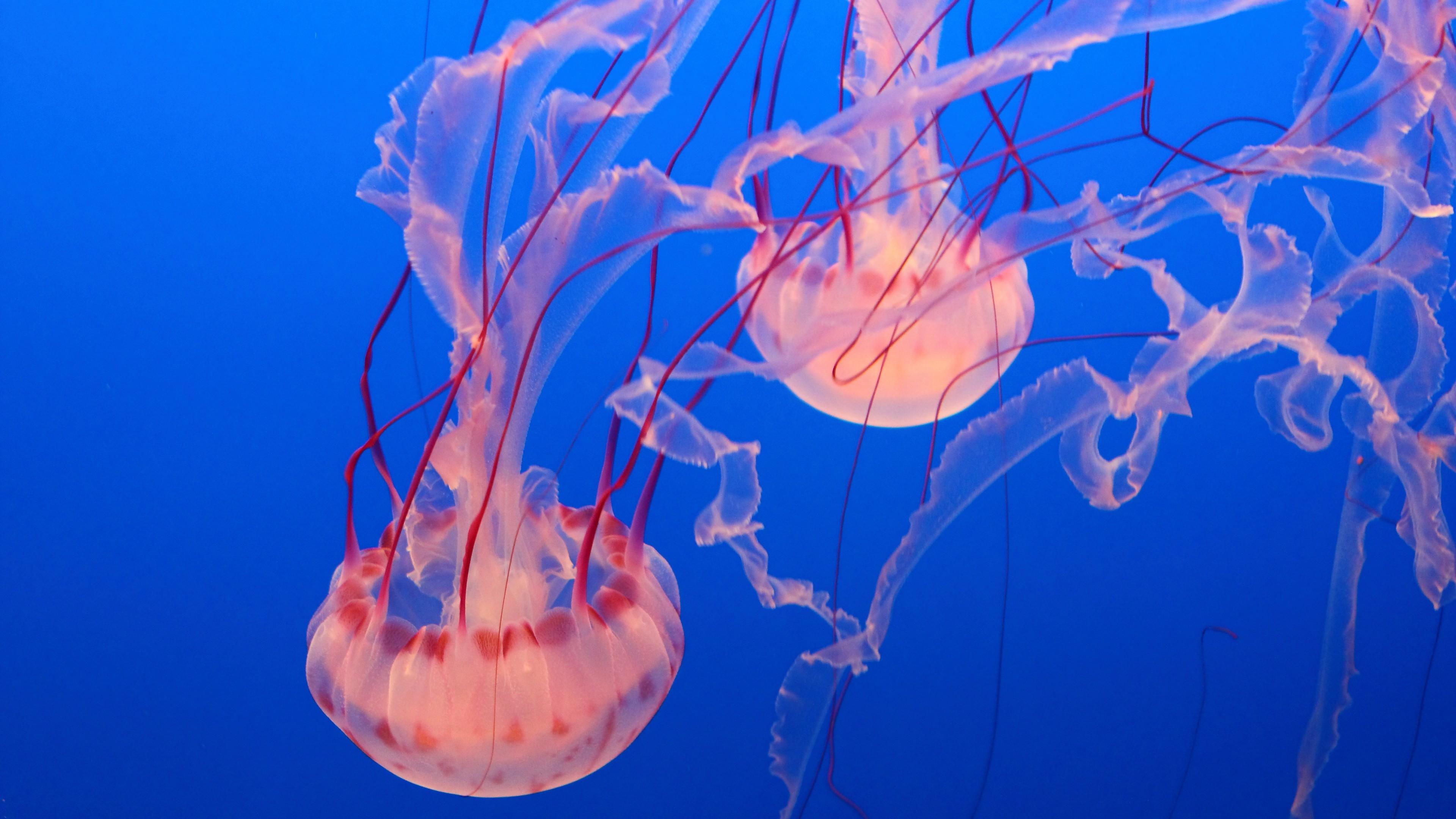 3840x2160 Wallpaper Pink Jellyfish, Monterey Bay Aquarium, diving, tourism, Travel