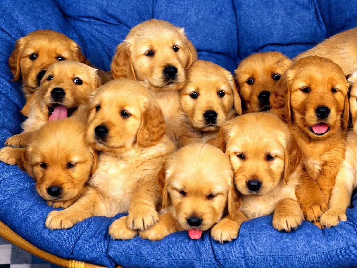 1200x900 Golden retriever wallpaper HD. Download Free background