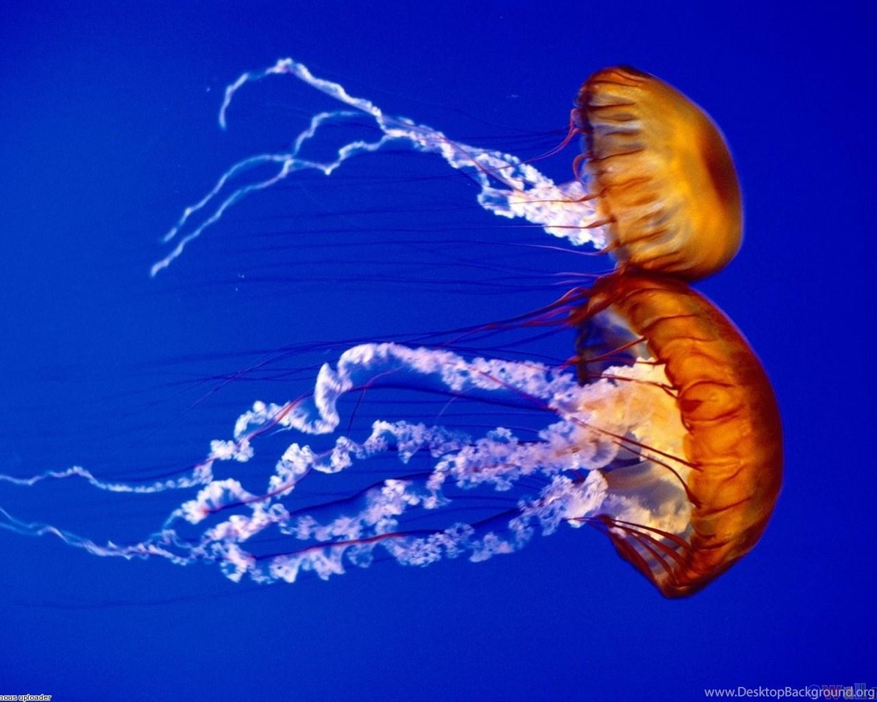 1280x1024 Monterey Bay Aquarium Wallpaper Christine O'Donnell Desktop Background