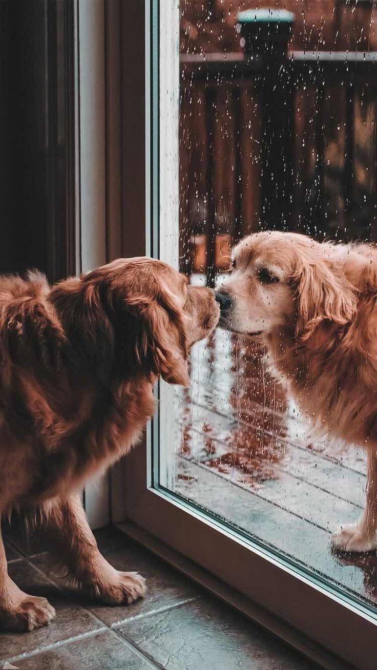 736x1308 D O G S. Cute dog wallpaper, Cute animals, Cute baby animals