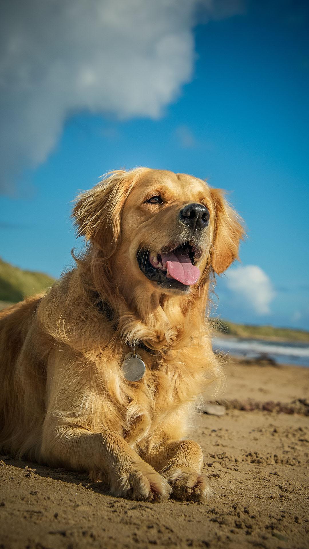 1080x1920 Golden Retriever Wallpaper for Android