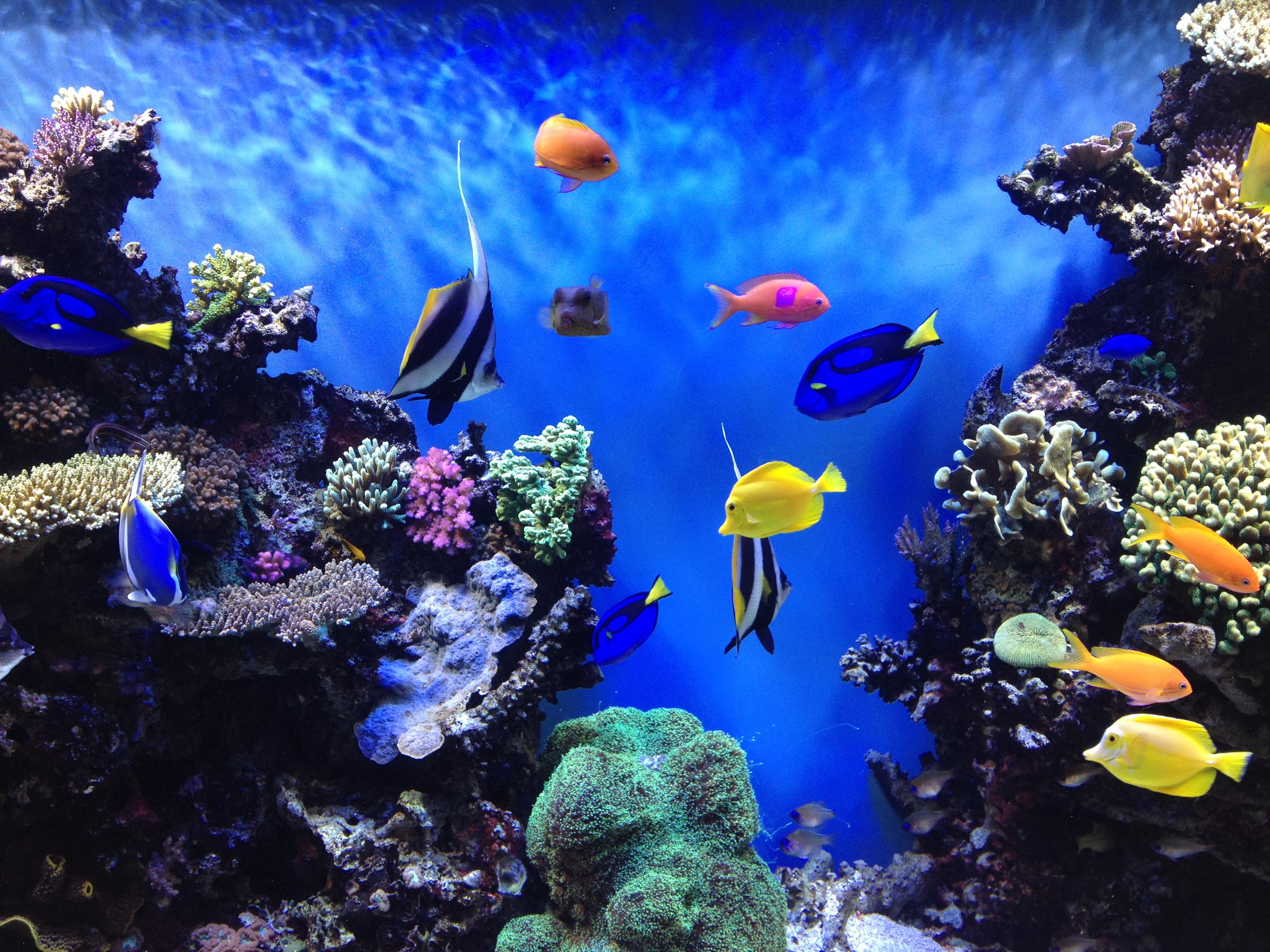 3264x2448 Monterey Bay Aquarium HD Wallpaper