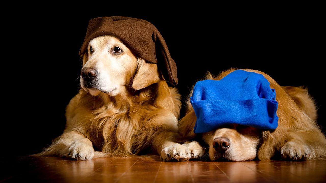1280x720 Desktop Wallpaper Retriever Golden