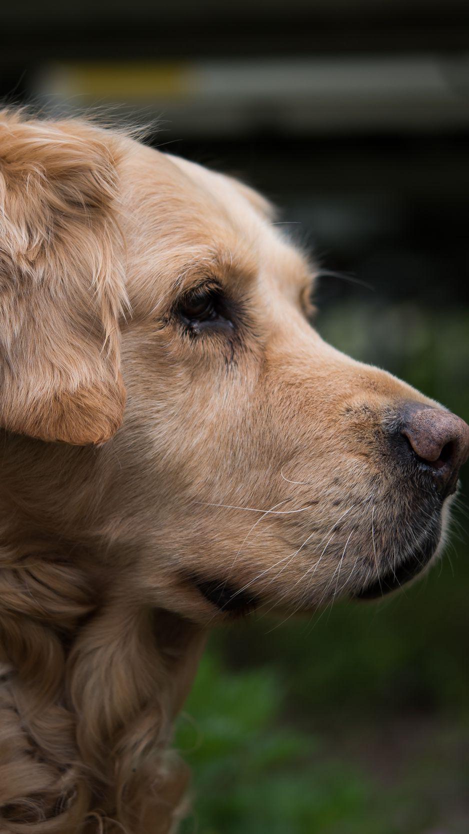 938x1668 Download Wallpaper 938x1668 Golden Retriever, Muzzle, Eyes Iphone 8 7 6s 6 For Parallax HD Background