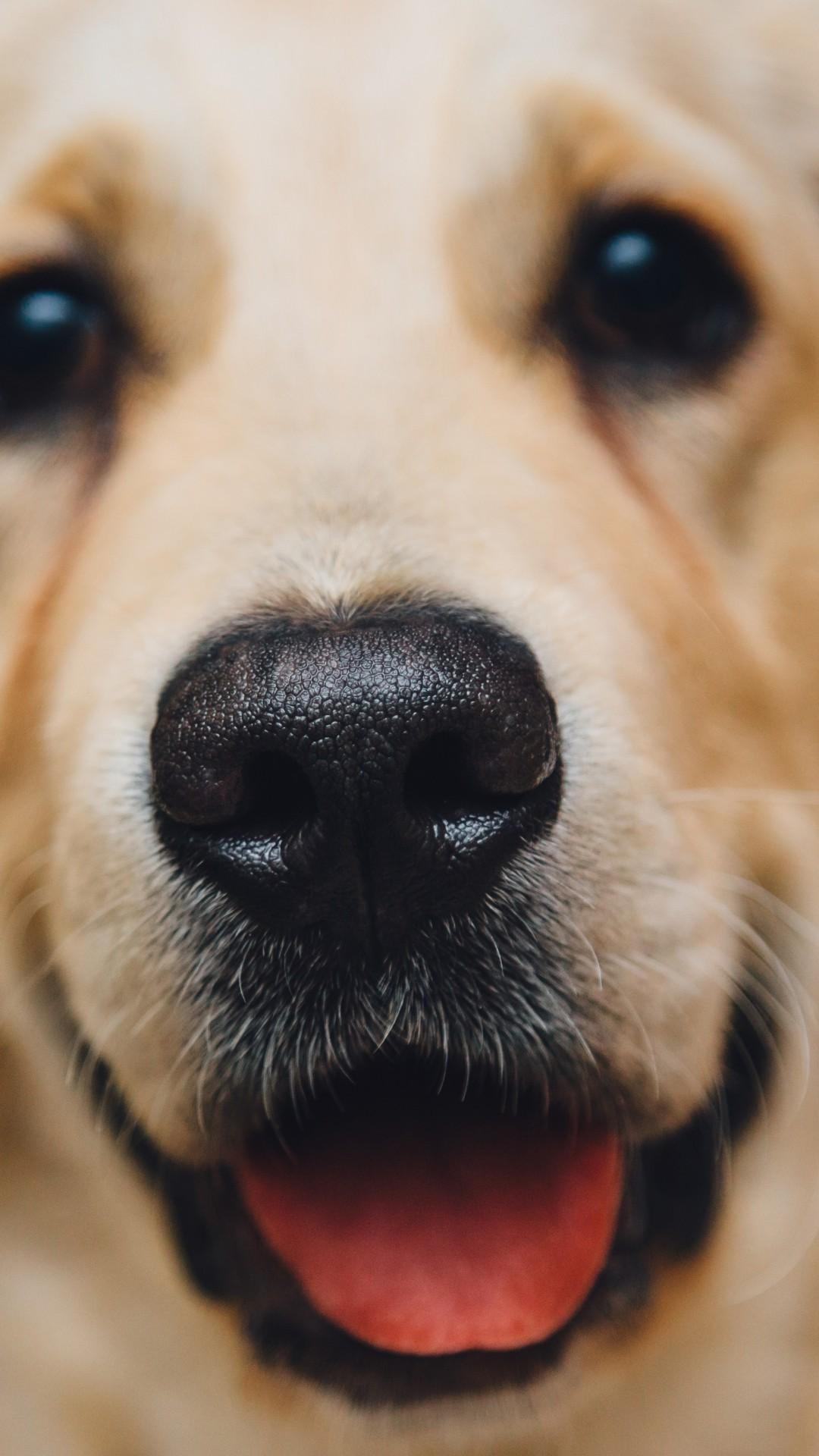 1080x1920 Download 1080x1920 Golden Retriever, Muzzle, Cute, Dog, Adorable Wallpaper for iPhone iPhone 7 Plus, iPhone 6+, Sony Xperia Z, HTC One