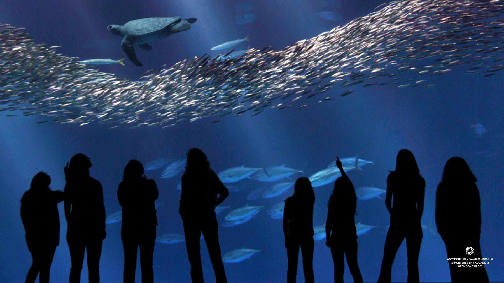 1920x1080 Monterey Bay Aquarium Wallpaper