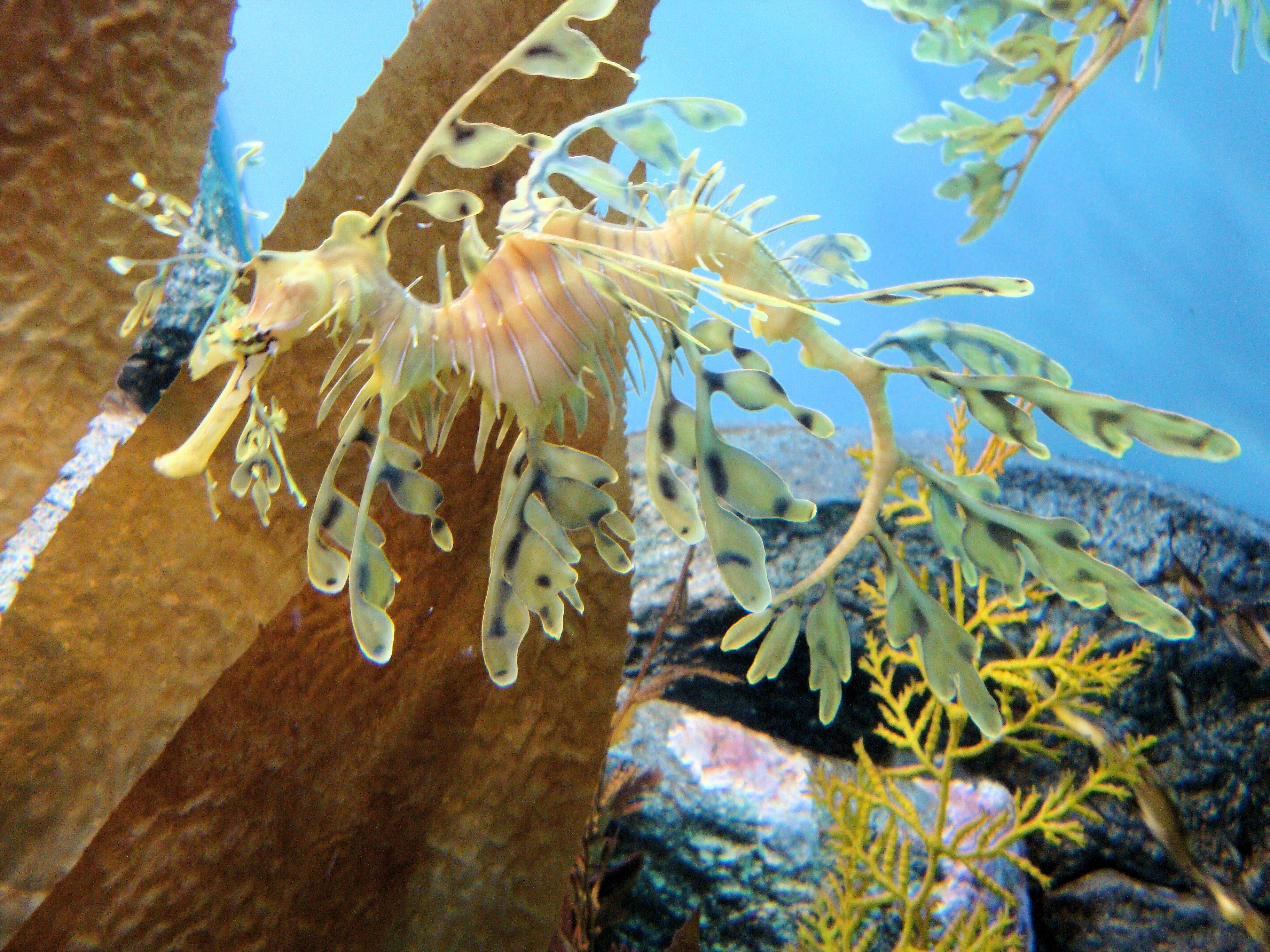 3648x2736 DSC Leafy Sea Dragon, Monterey Bay Aquarium, Monterey, California