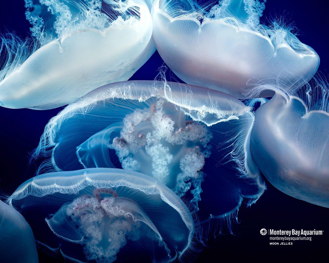 1280x1024 Moon jellies. Wallpaper. Monterey Bay Aquarium