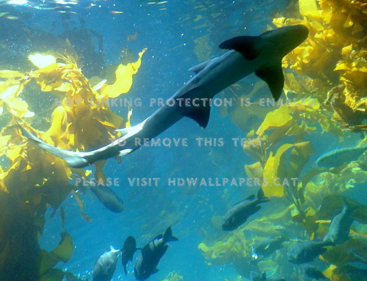 1272x974 monterey bay aquarium shark animals
