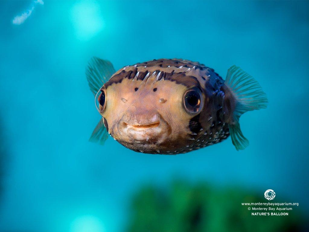 1024x768 Monterey Bay Aquarium your pufferfish pride with our latest wallpaper for your phone or desktop!