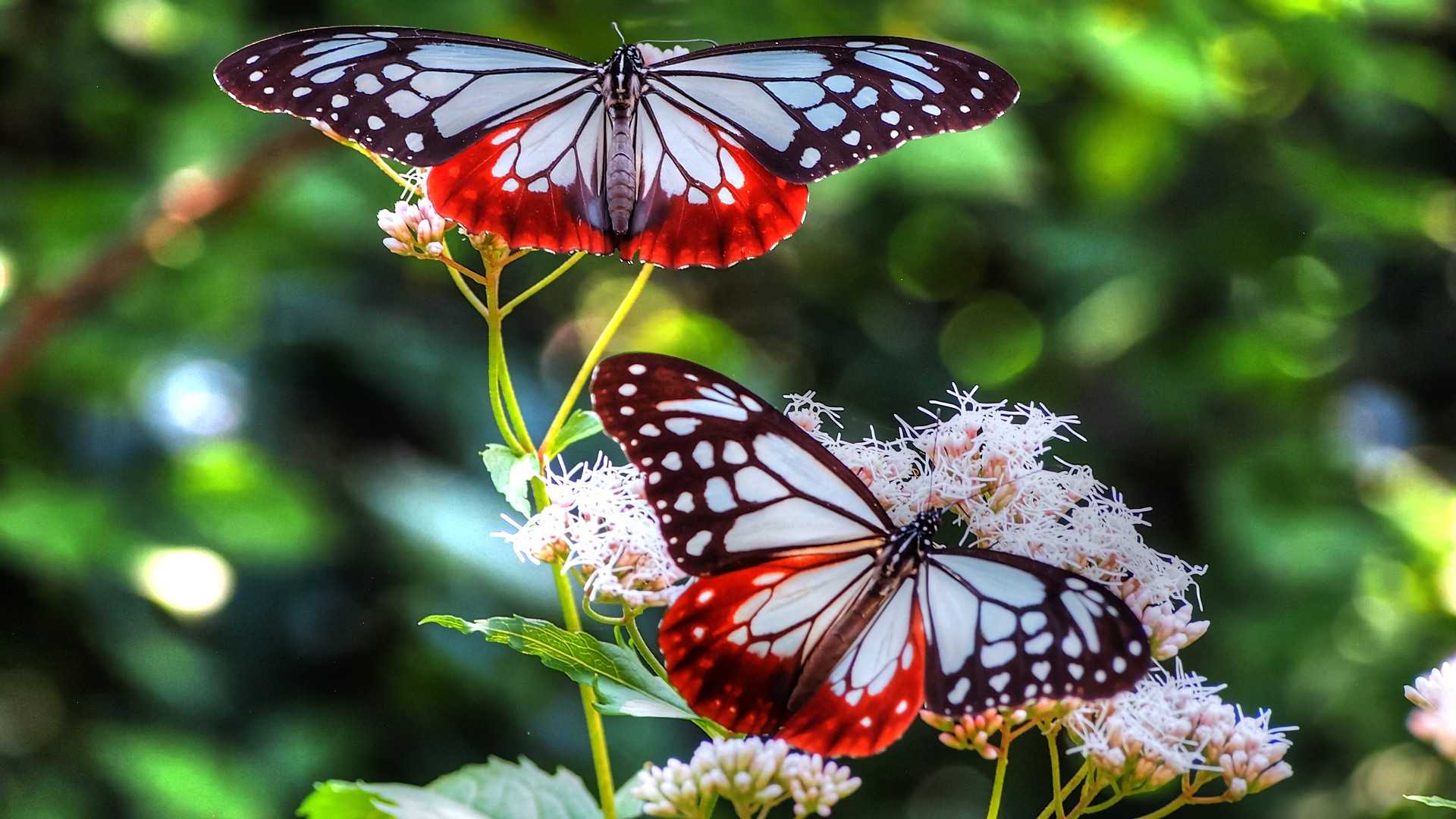 Tên hình ảnh 1920x1080 - Hình ảnh con bướm đẹp cho Dp - 1057x593 - Tải xuống Hình nền HD