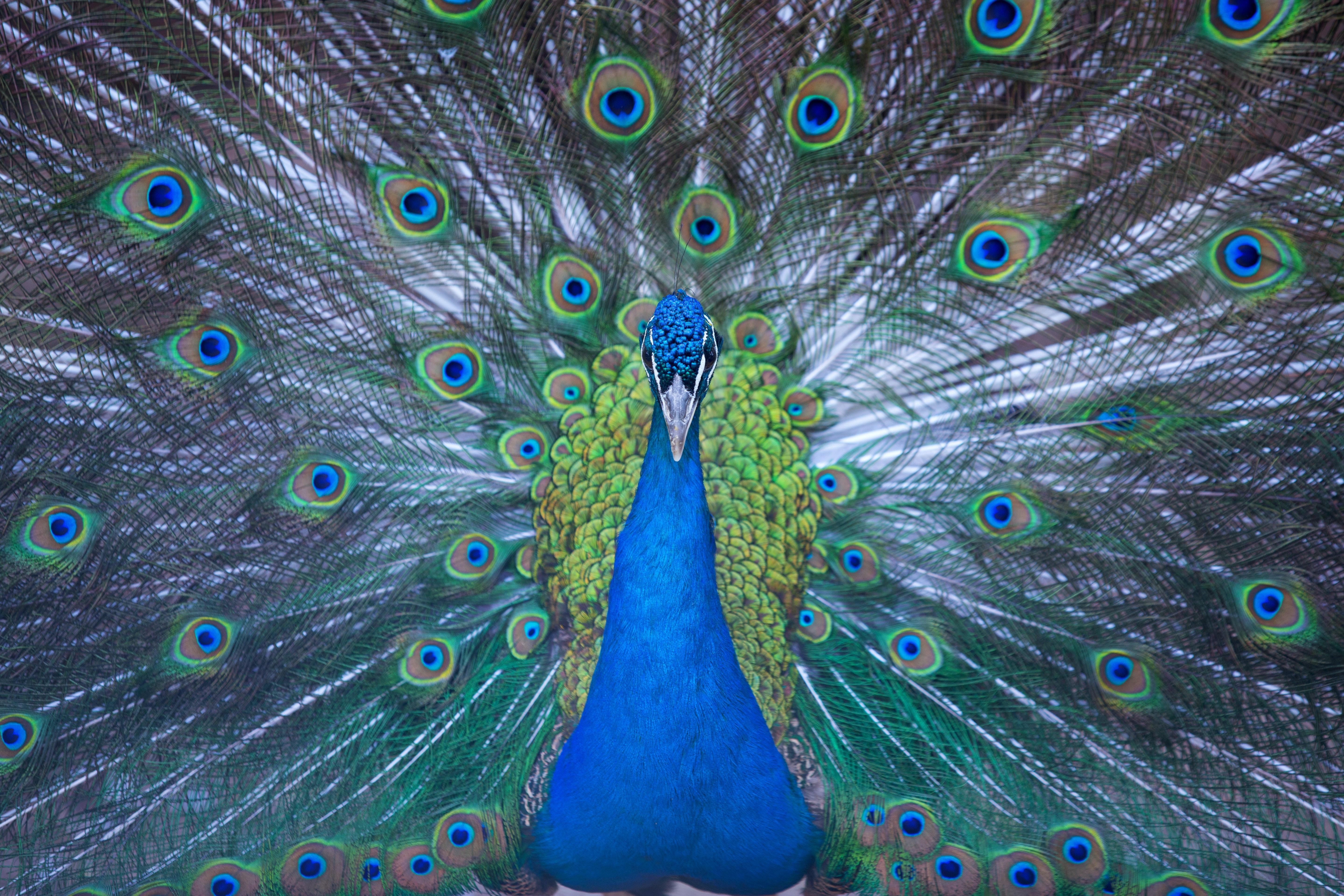 5760x3840 Blue Peacock Wallpaper · Free
