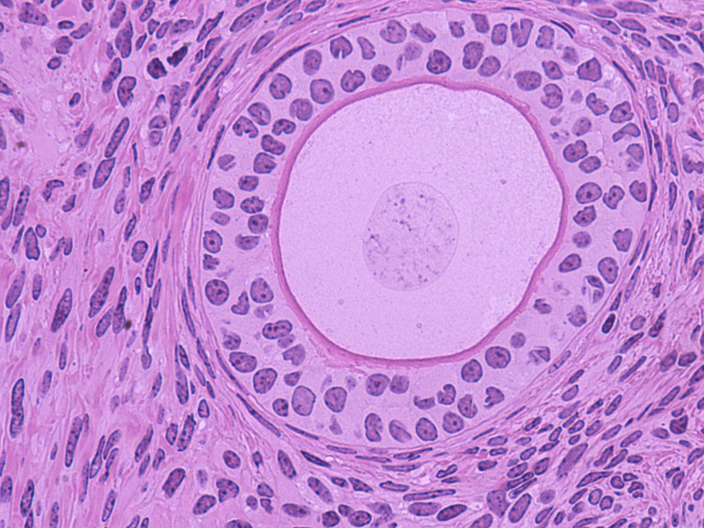 histology-wallpapers-top-free-histology-backgrounds-wallpaperaccess
