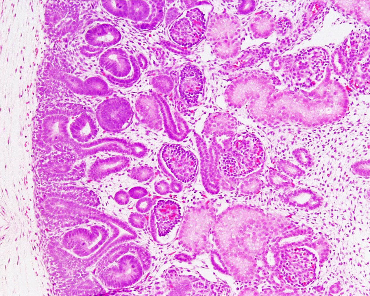 1280x1024 Human fetal kidney histology