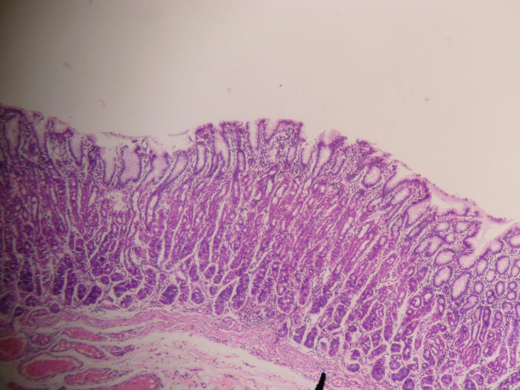 1024x768 Stomach histology