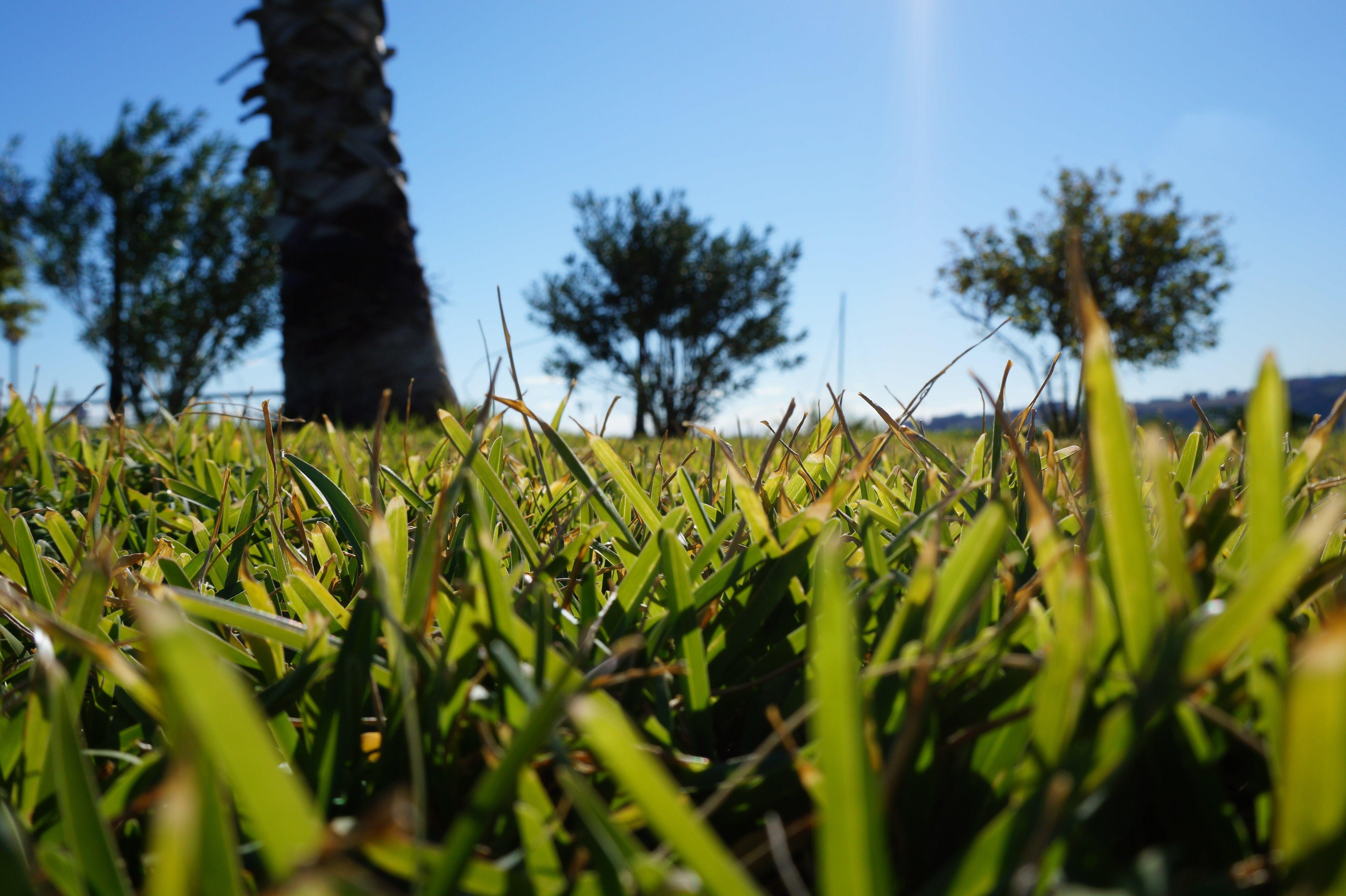 5456x3632 nature, Blurred, Lebanon, Grass, Trees, Plants, Green