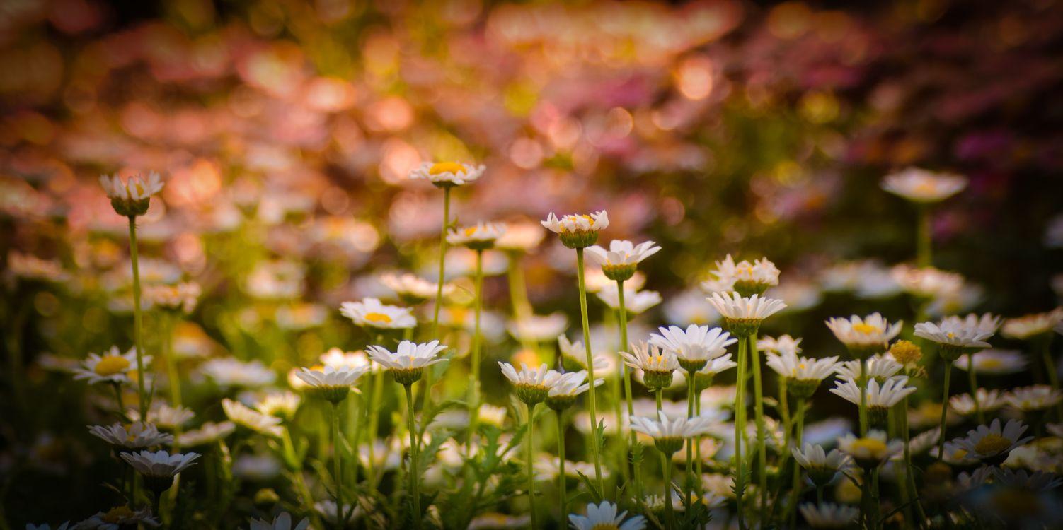 1502x750 Chromebook Desktop Wallpaper Gifts Of Healing High Definition