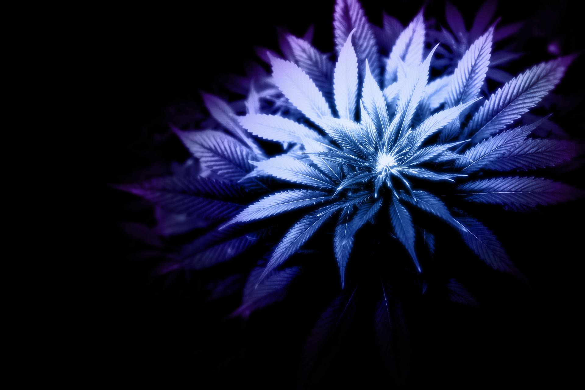 1920x1280 Cool Weed Wallpaper