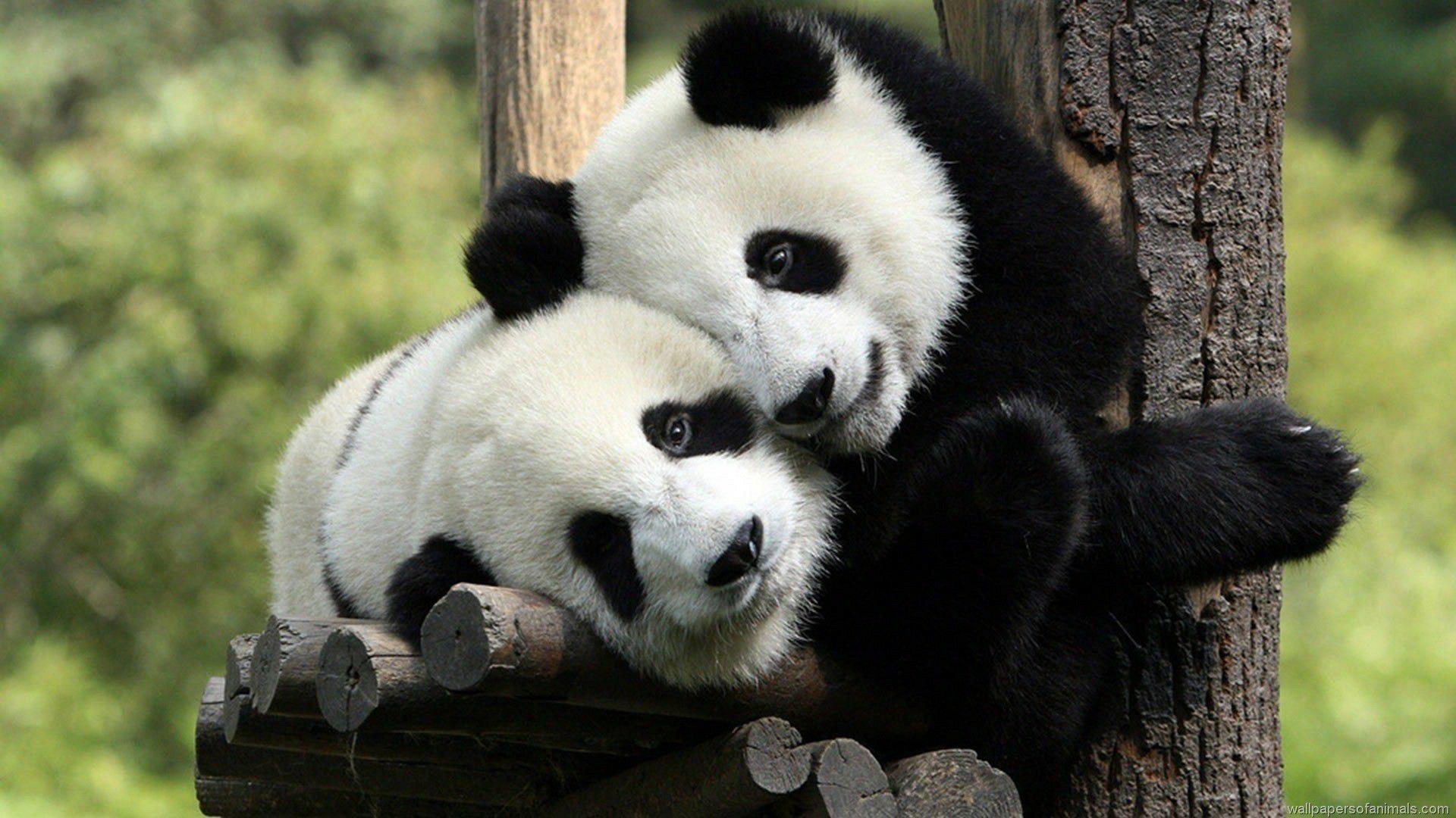 1920x1080 Animals Hugging Humans Wallpaper