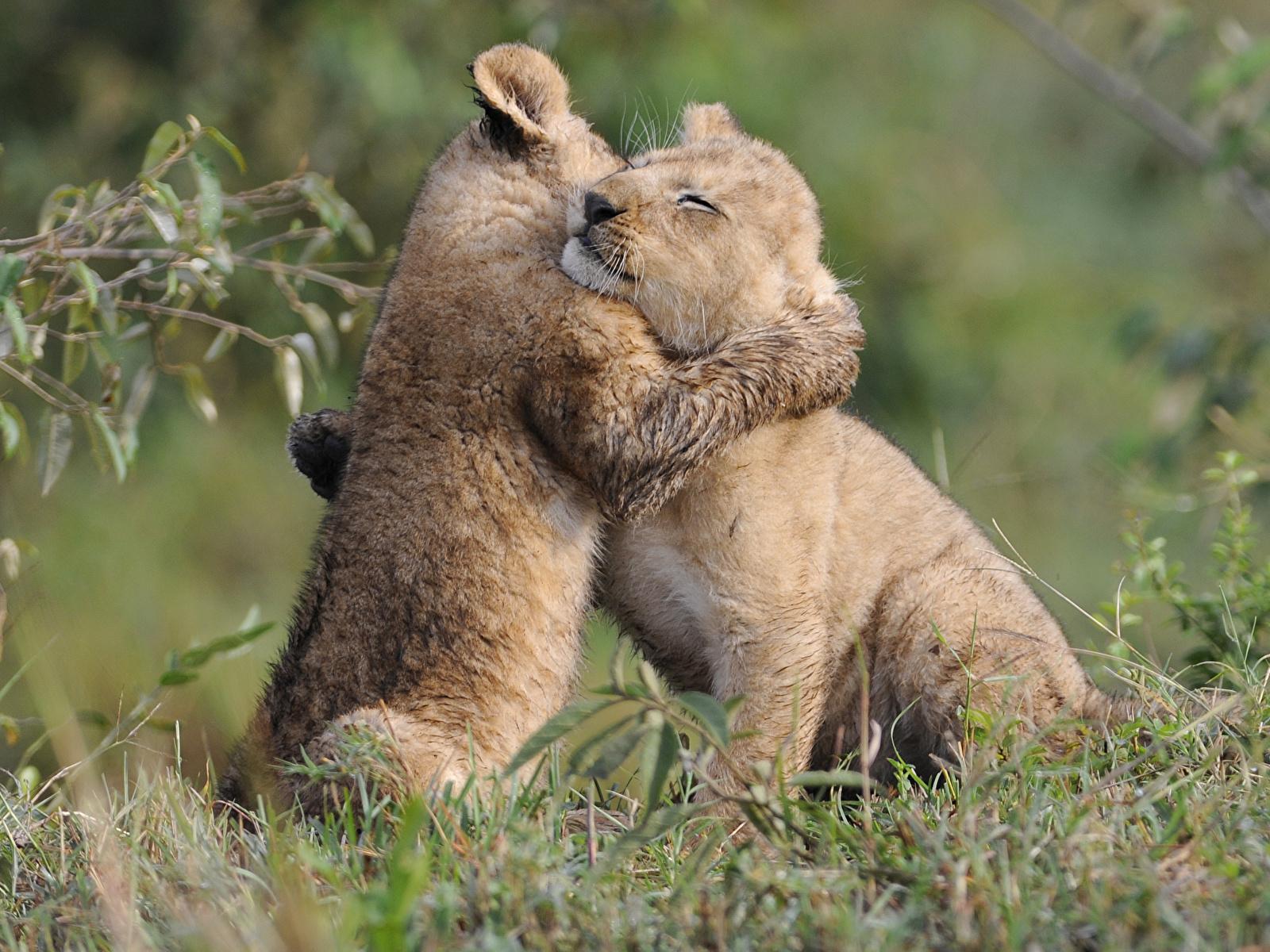 1600x1200 Wallpaper Lions Big cats Cubs Two hugs Grass Animals 1600x1200