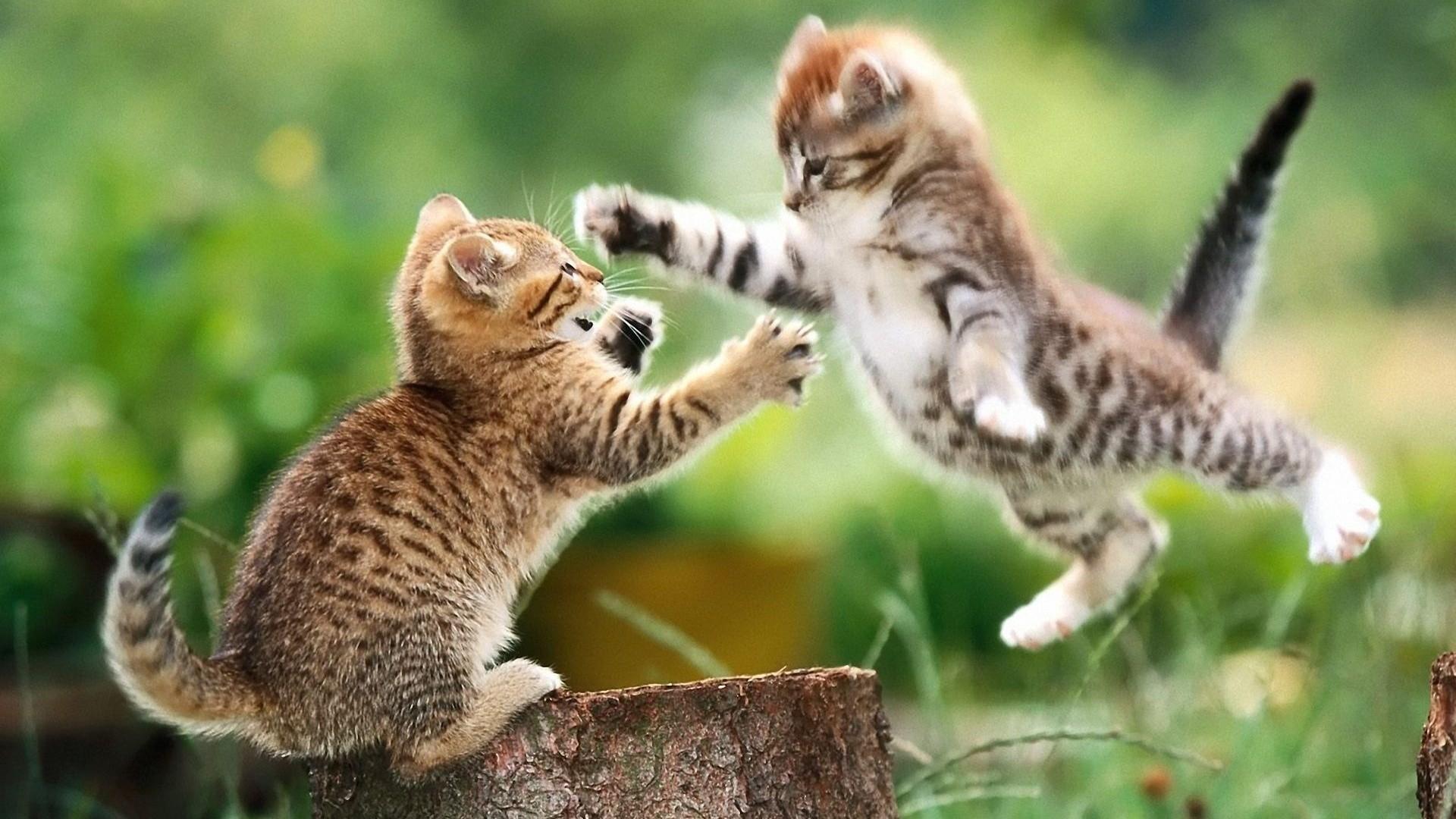 1920x1080 Animal Hug Animated Gif Gif image of animals cute