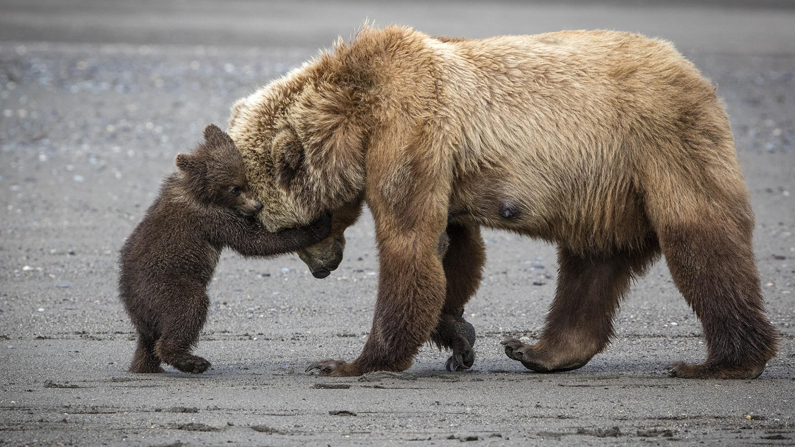 Animal Hug Wallpapers - Top Free Animal Hug Backgrounds - WallpaperAccess