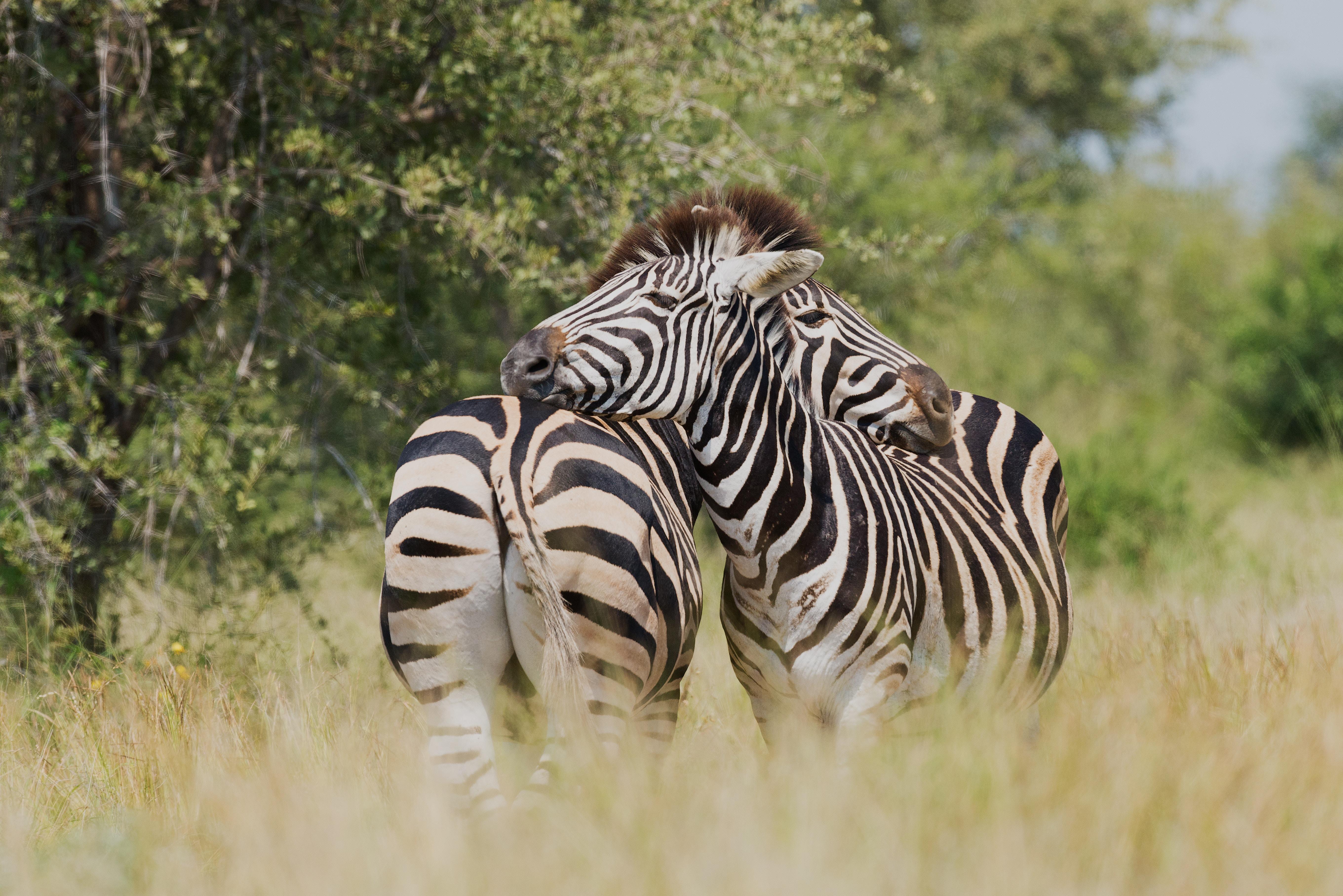 5441x3632 5441x3632 #compassion, #affection, #hugging, #animal, #love, #wildlife, #embrace, #widlelife, #grass, #affectionate, #nature, #animals, # hug, #trees, #zebras, #Free picture, #zebra, #national park, #relationship, #relation, #wild. Mocah HD