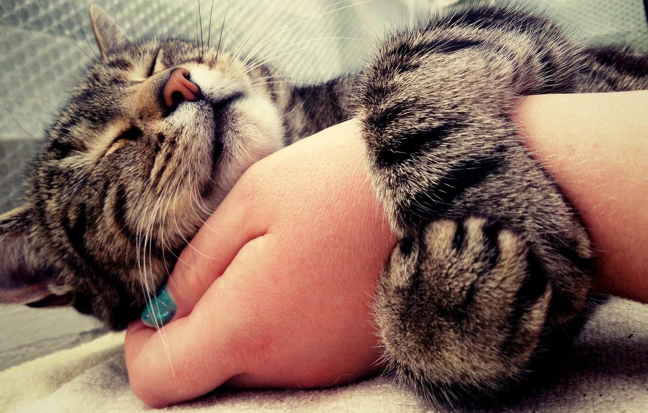 1332x850 Wallpaper mood, Cat, hug, animal, hand, cute, embrace, nose, eyes closed, muzzle, tender, painted nails, whiskers image for desktop, section кошки