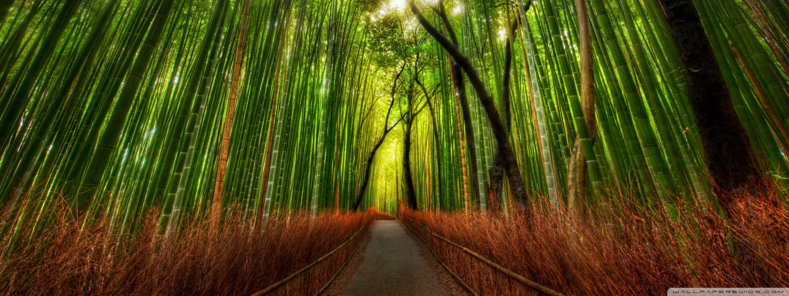 2560x960 Bamboo Forest Ultra HD Desktop Background Wallpaper for : Multi Display, Dual Monitor : Tablet