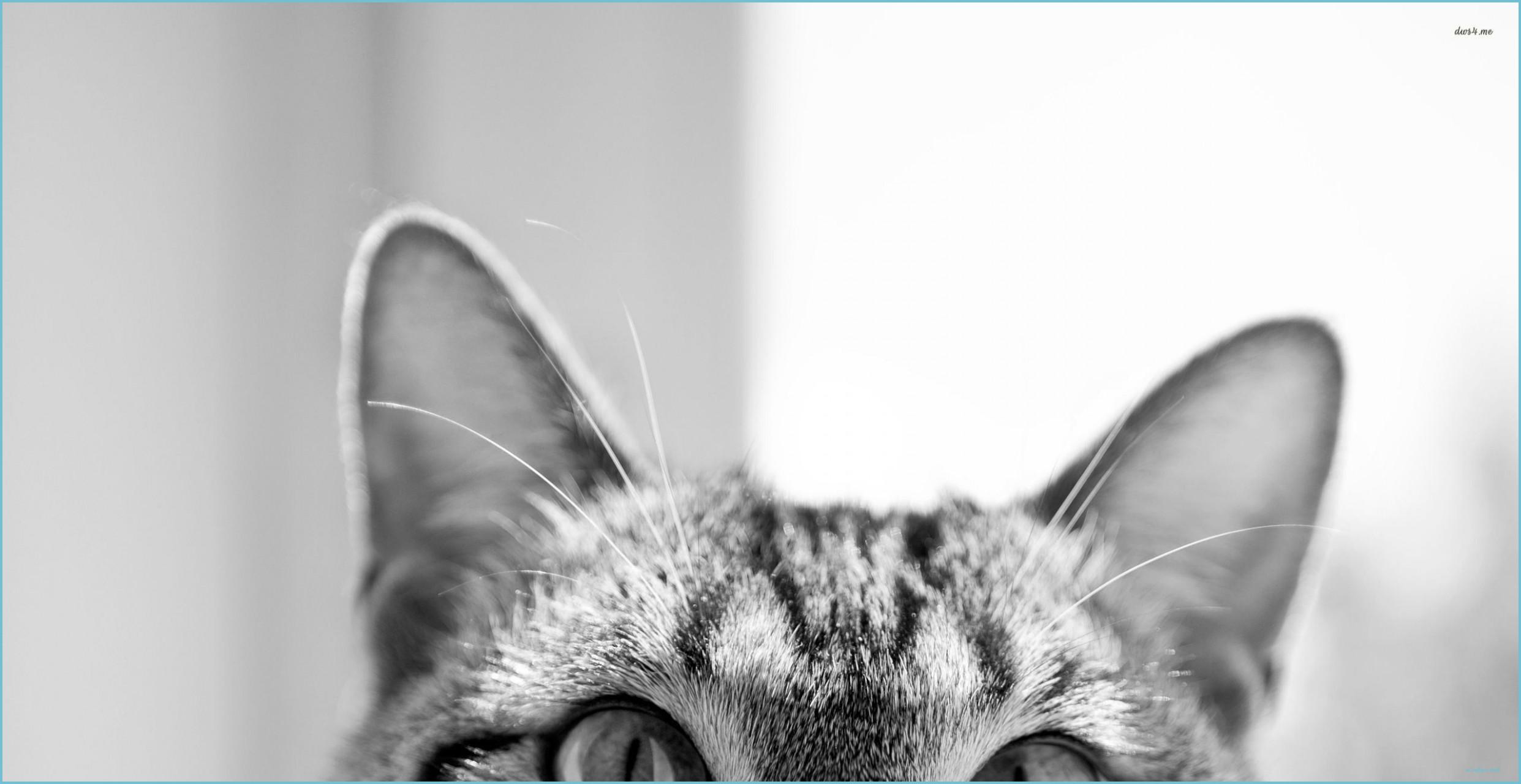 2483x1280 Tumblr Hipster Cat Wallpaper Free Tumblr Hipster Cat Wallpaper Tumblr