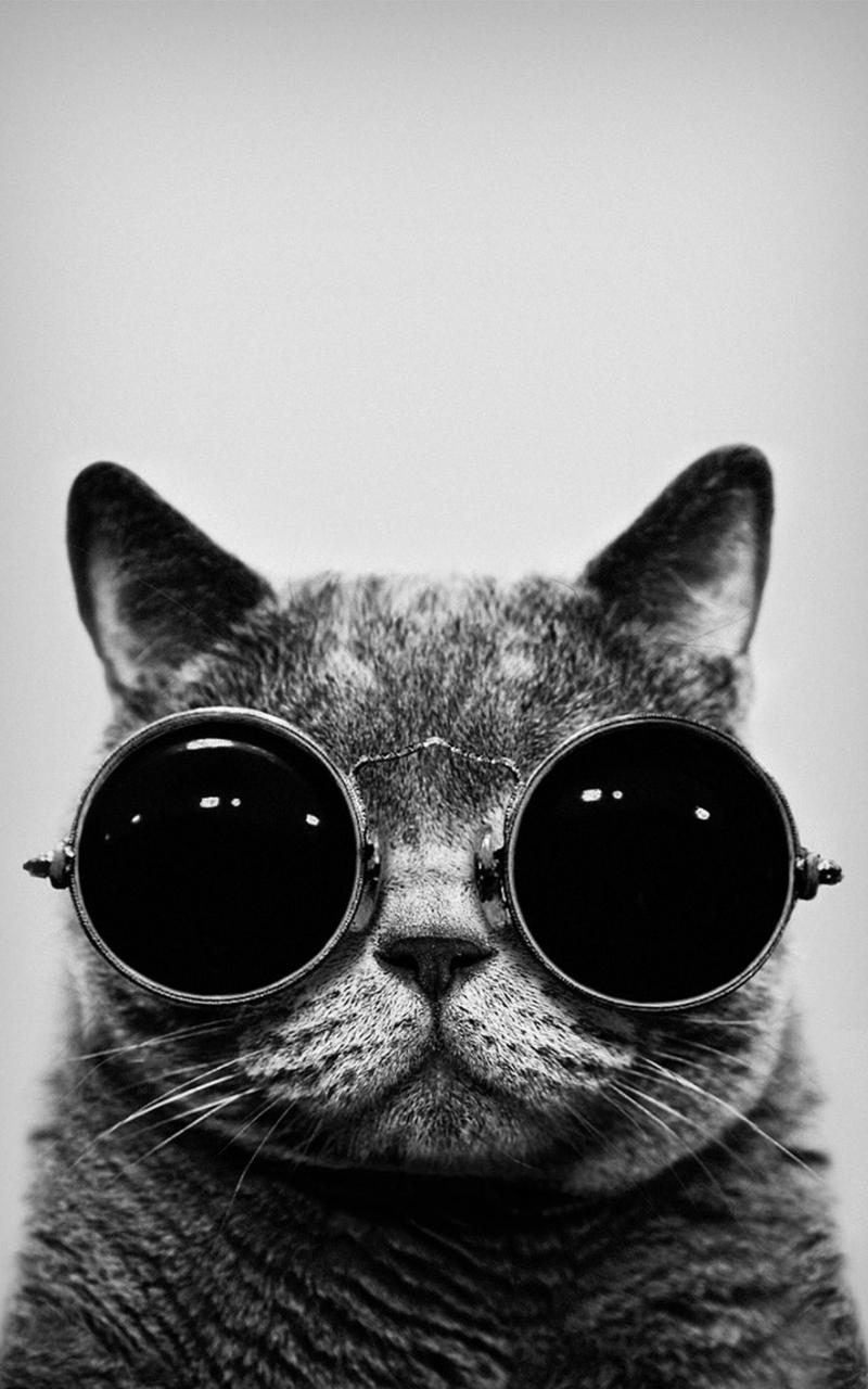 800x1280 Free download Hipster Cat iPhone Wallpaper Top Hipster Cat iPhone [1000x1414] for your Desktop, Mobile & Tablet. Explore Hipster Background. Hipster Wallpaper, Hipster Computer Wallpaper, 1080P Hipster Wallpaper