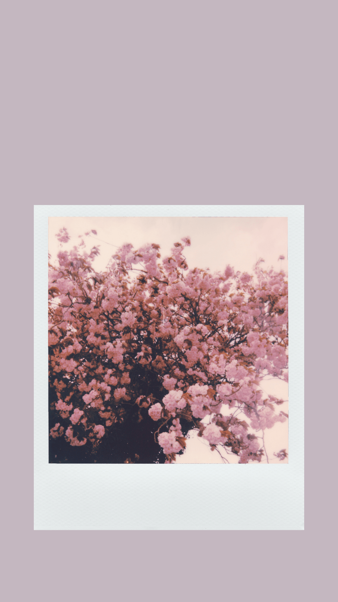 1080x1920 Free Aesthetic Phone Wallpaper for Spring Violet Journal