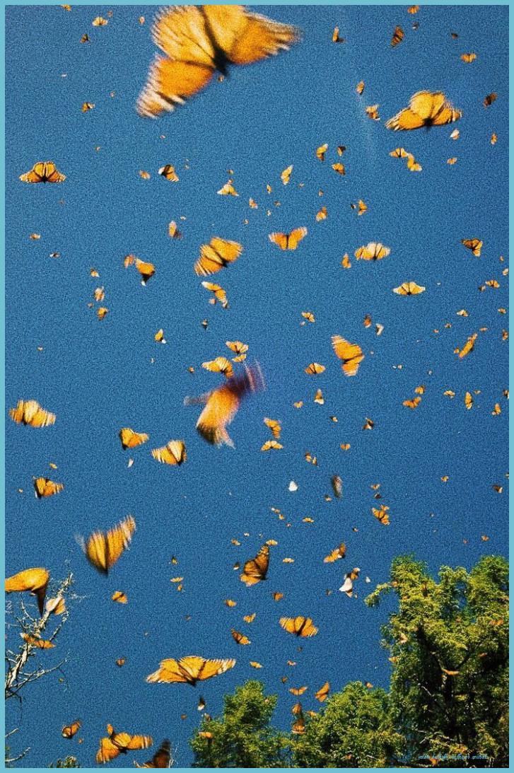 727x1093 Aesthetic Butterfly Wallpaper Free Aesthetic Butterfly Butterfly Wallpaper Aesthetic