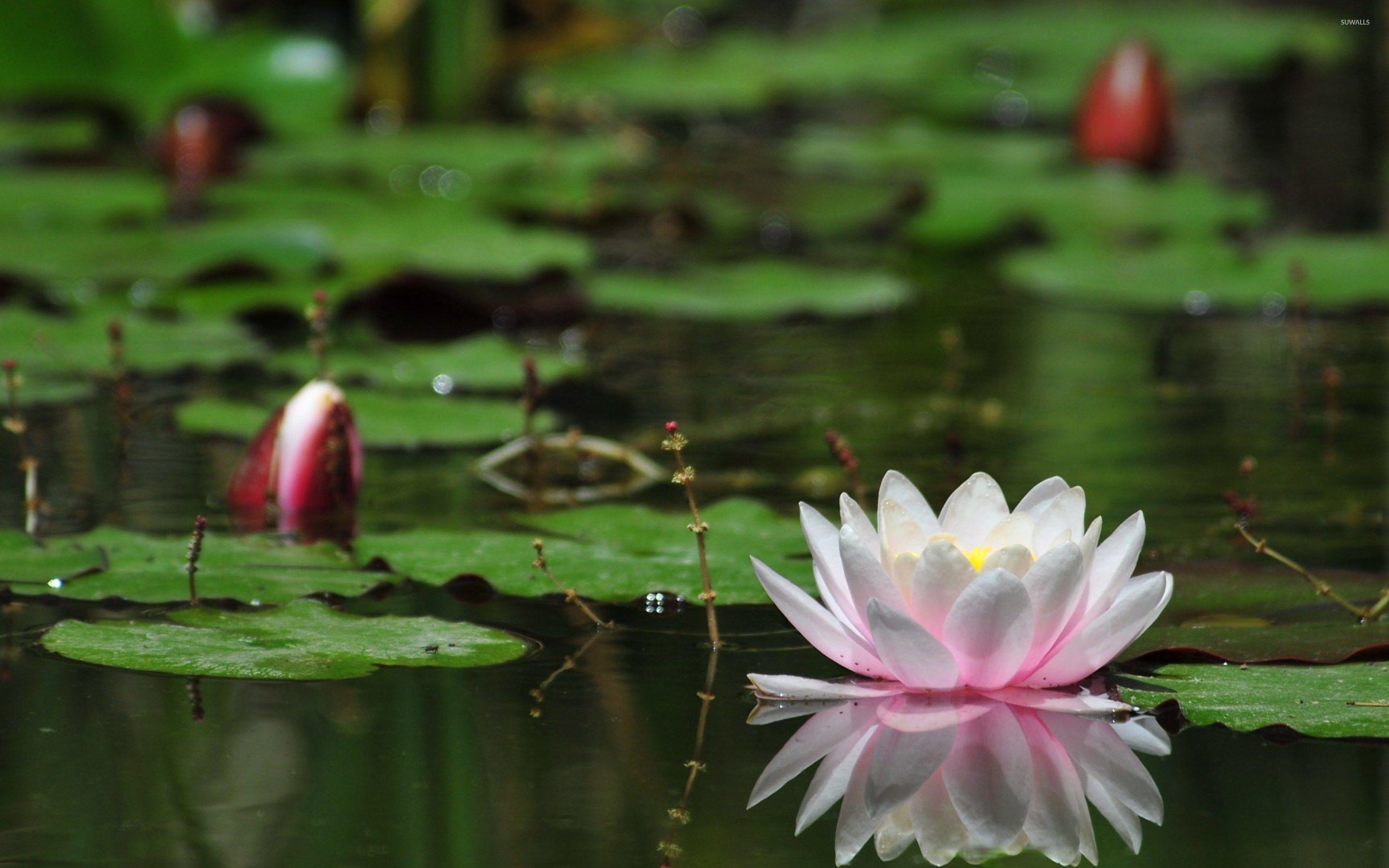 Wallpaper Water Flower