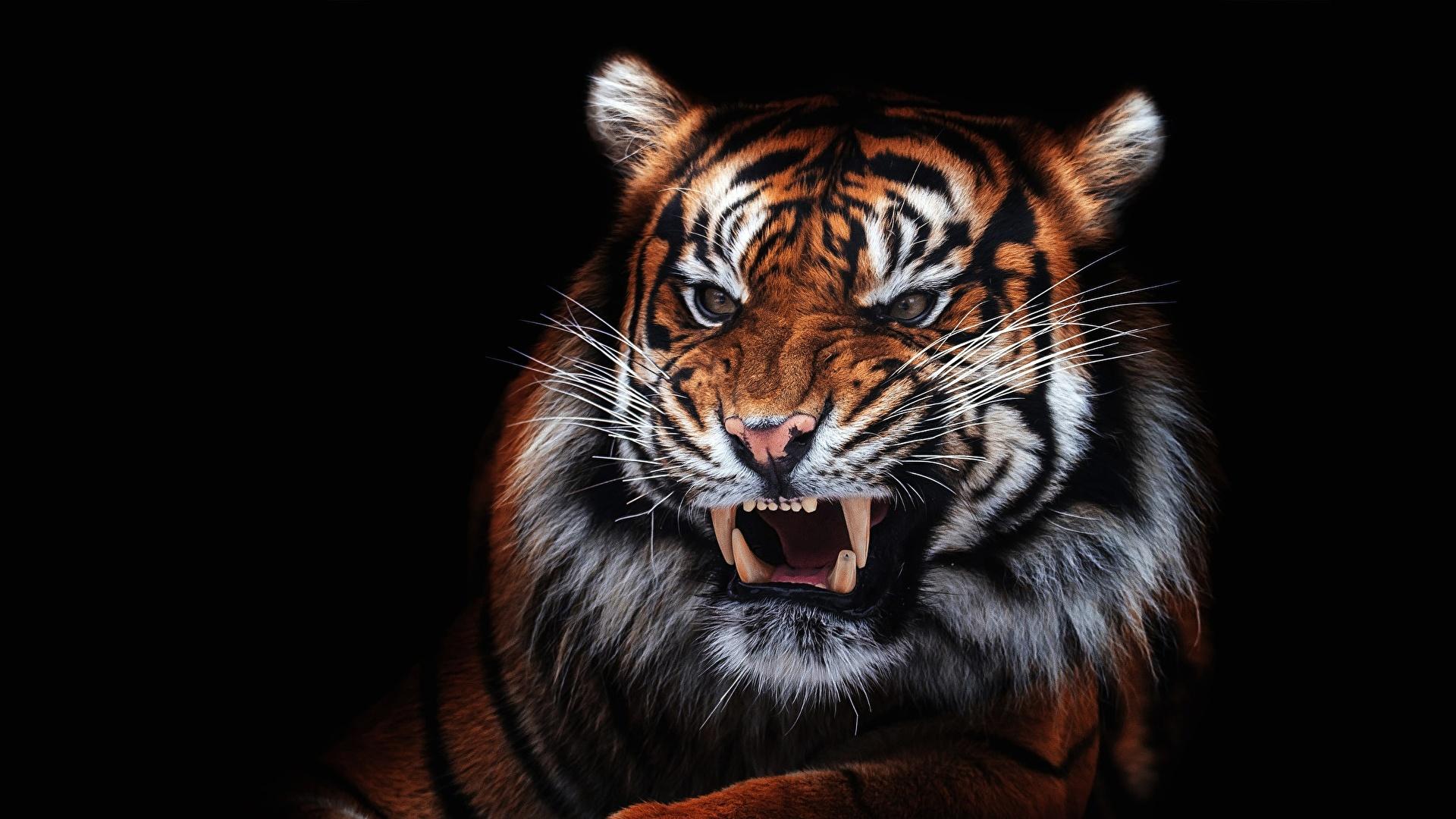 Aggressive Tiger Wallpapers - Top Free Aggressive Tiger Backgrounds -  WallpaperAccess